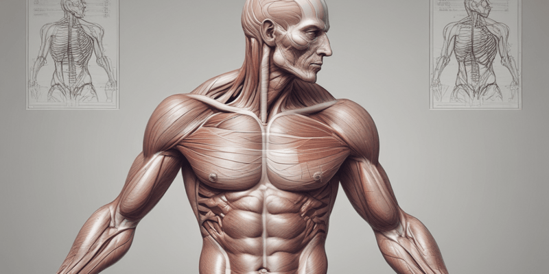 muscoli anatomia