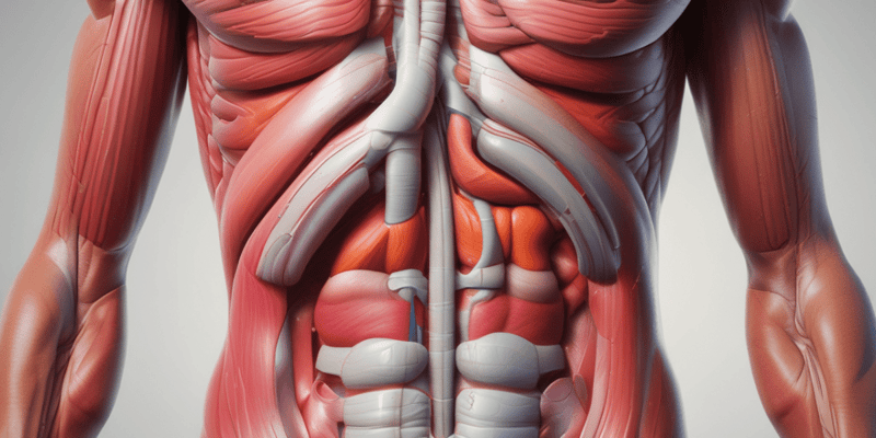 L15: Rectus Sheath Anatomy