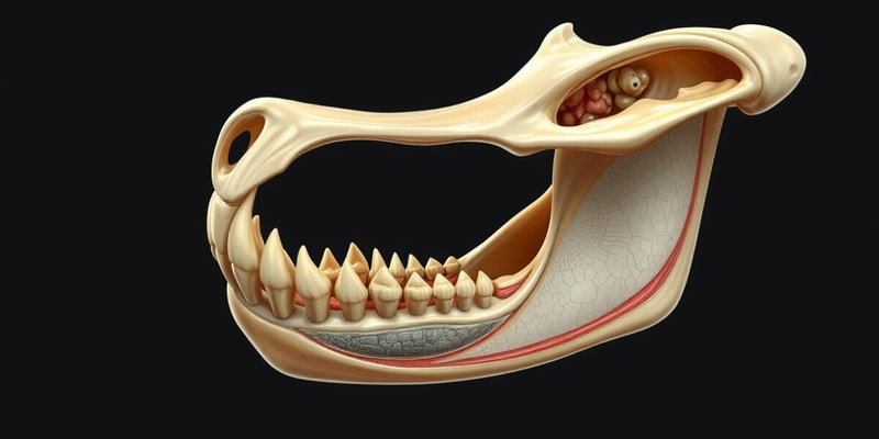 Mandible Growth and Formation