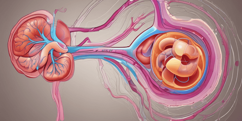 Urinary System Anatomy and Physiology