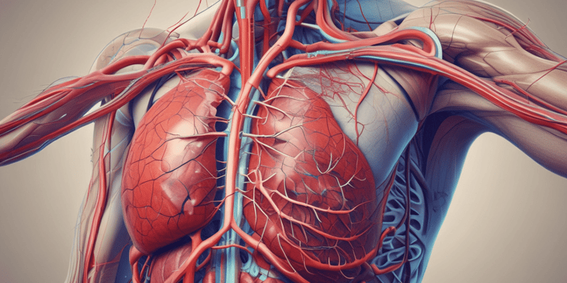 Vascular System Structure and Function Quiz