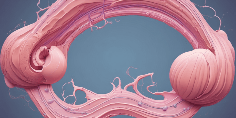 Uterus Structure and Development