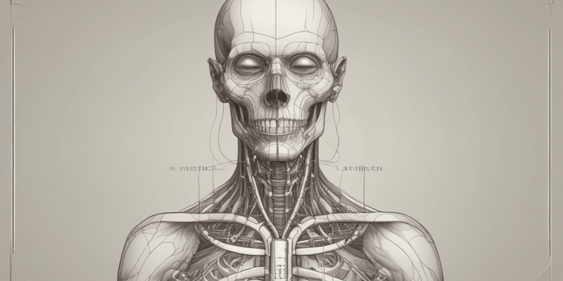 Human Anatomy of the Face and Neck