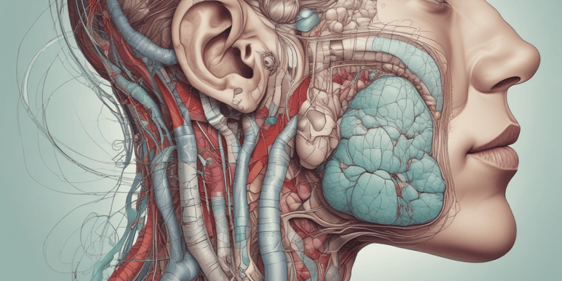 Respiratory System Anatomy Quiz