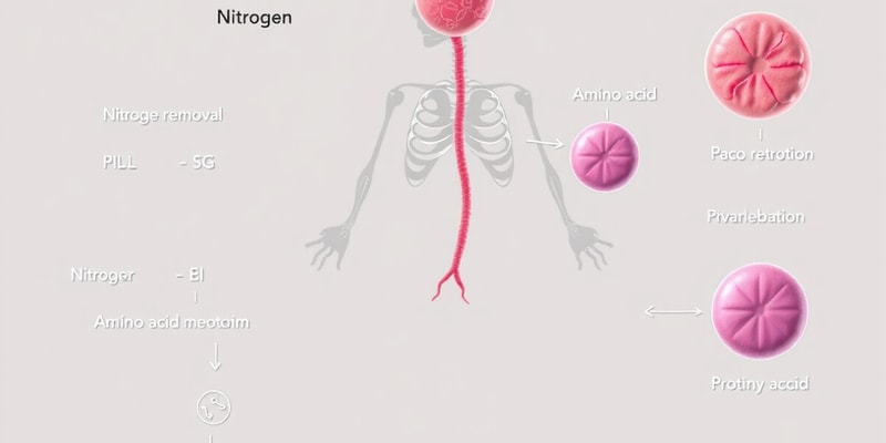 Protein Metabolism Lesson 2: Removal of Nitrogen