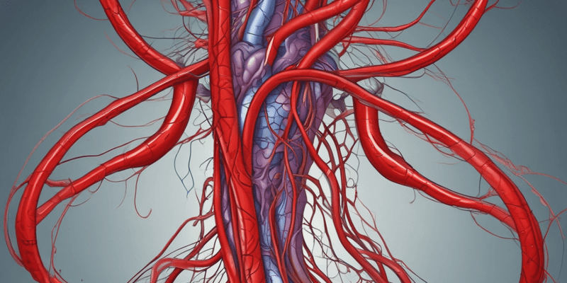 Types of Blood Vessels in the Human Circulatory System