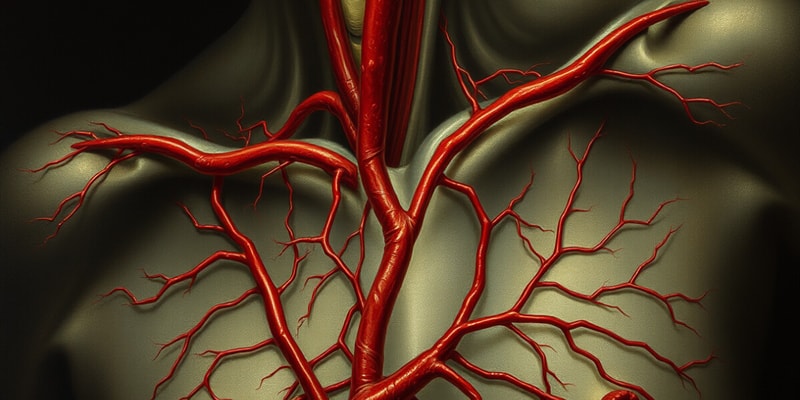 Blood and Vascular System Overview