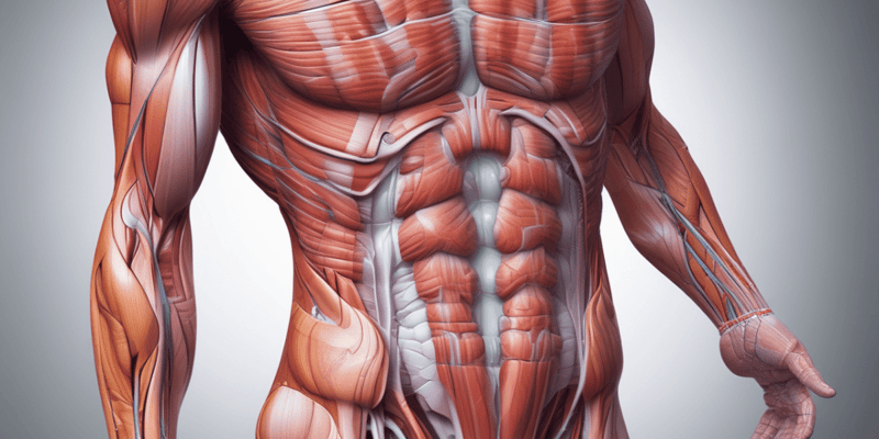 Myology 101: Functions and Types of Muscles
