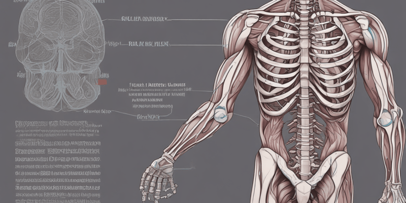 Skeletal Muscle Composition and Function
