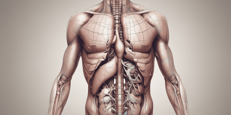 Fegato: Anatomia delle facce