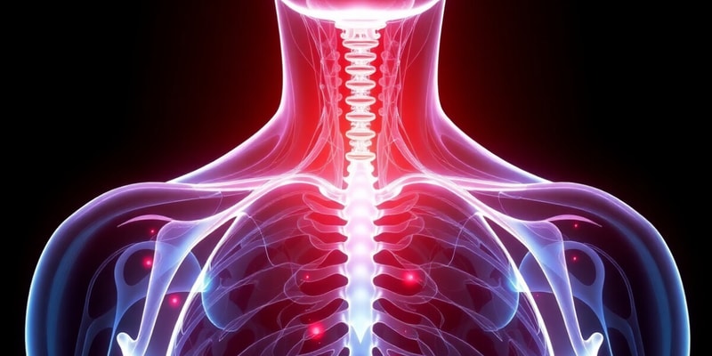 Thyroid Function and Hormone Regulation