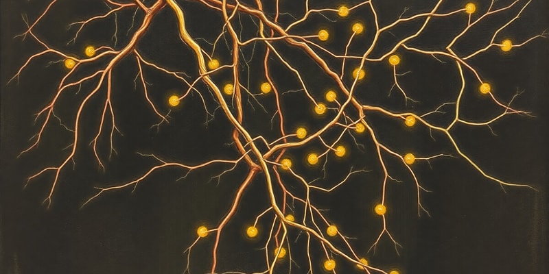 Nervous System Neurones Quiz