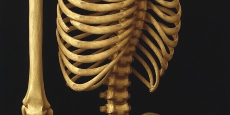 Axial Skeleton Overview