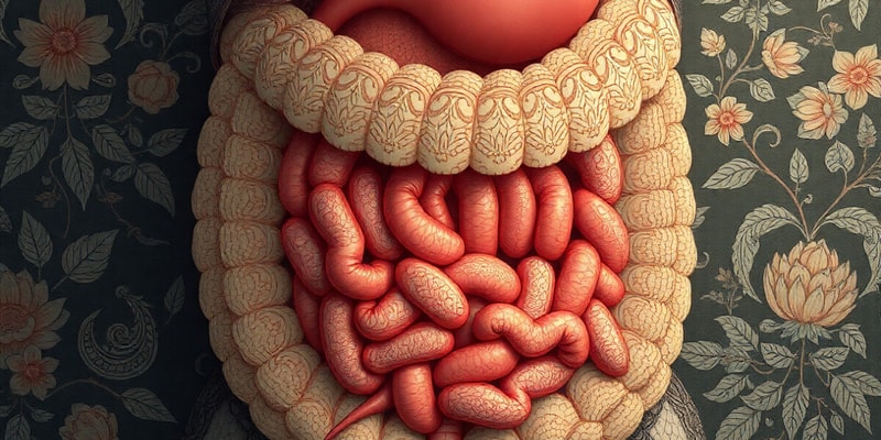 Zoology Digestive Systems Overview