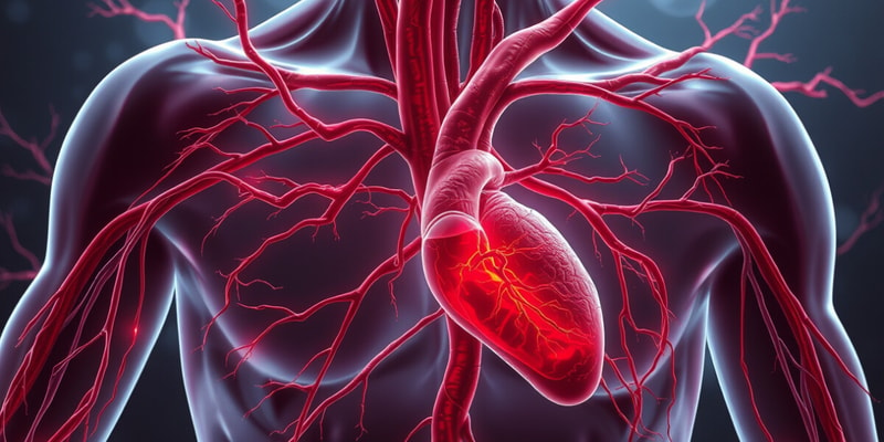 Arteries and Blood Flow Regulation