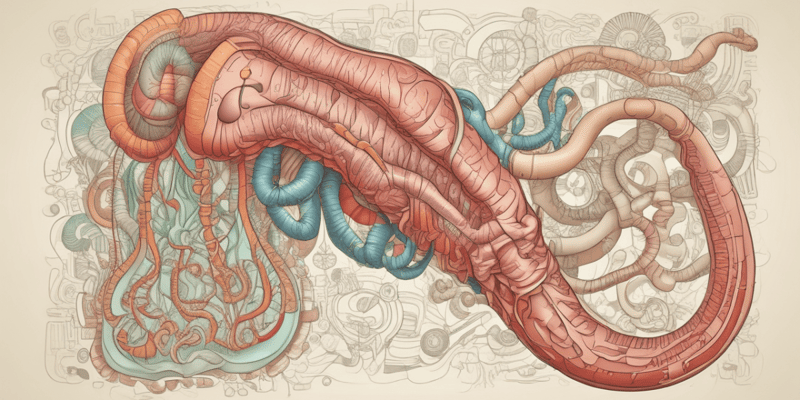 Gastrointestinal System Overview