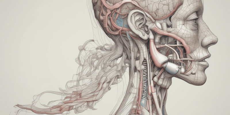 Respiratory System Anatomy: Nose and Pharynx