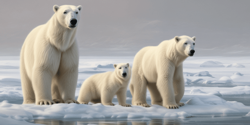 Polar Bear Characteristics