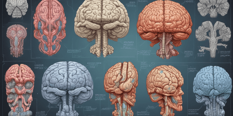 Neuroanatomy Structures Quiz
