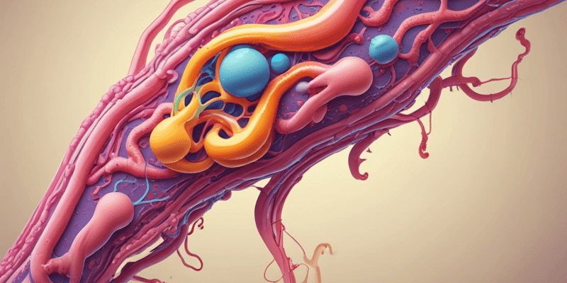 Understanding the Function of the Glomerulus in the Nephron