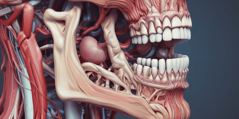 Anatomy of the Oral Cavity and Pharynx