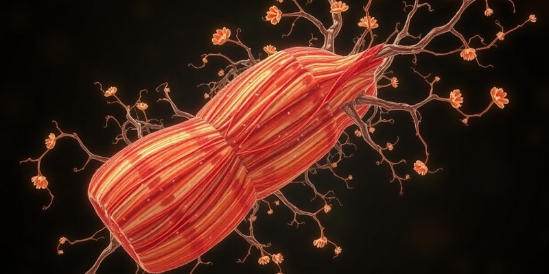 Skeletal Muscle Structure and Function