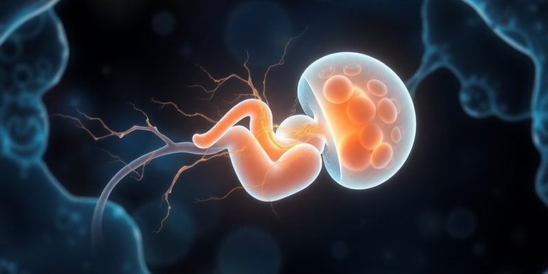 Embryonic Development of the Nervous System