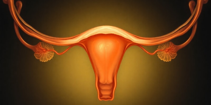 Follicular Phase of Menstrual Cycle