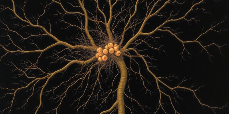 Nervous System Functions and Neurons