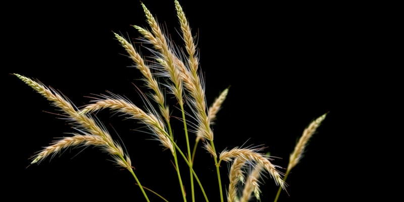 Eragrostis Tef Botanical Quiz