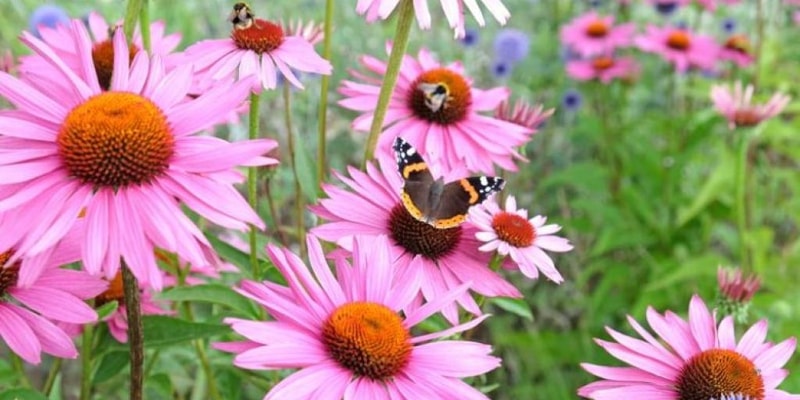 Herb Notes: The Benefits of Echinacea Quiz