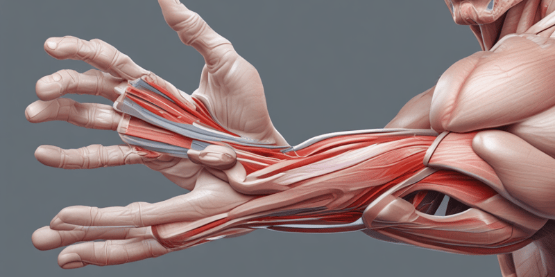 Wrist Joint Movement and Muscles