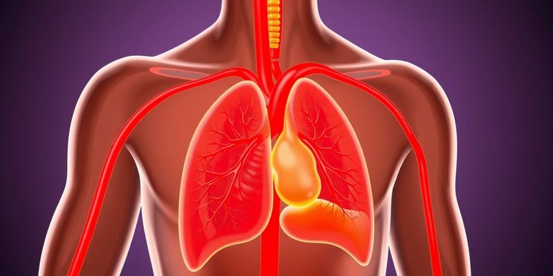 Circulatory System Overview