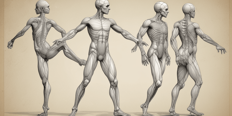 Anatomy for Dancers