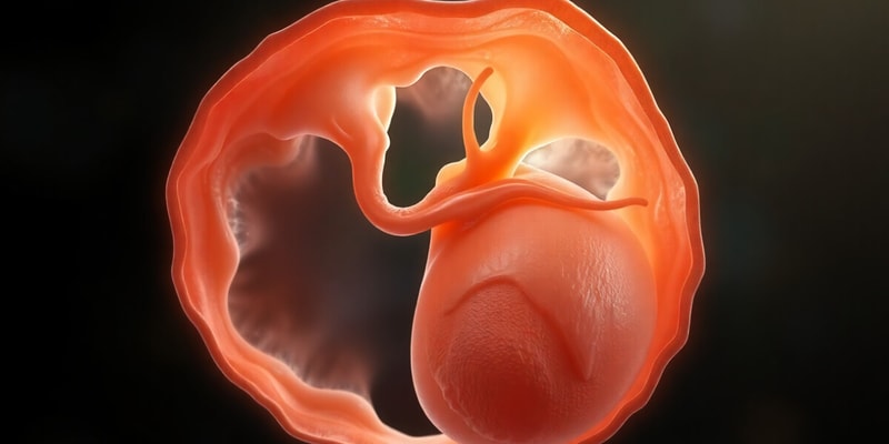 Embryogenesis of urinary system & reproductive duct