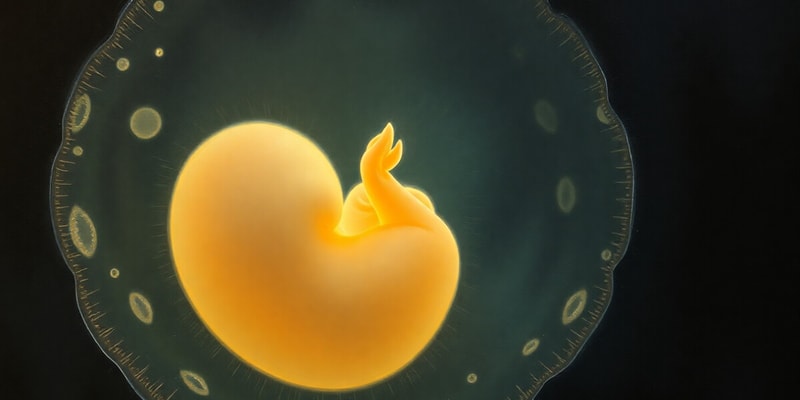 Embryology Basics and Development Quiz