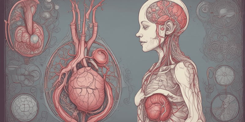 Ninja Nerd - Circulatory System | Arteries & Veins of the Fetus | Fetal Circulation Model