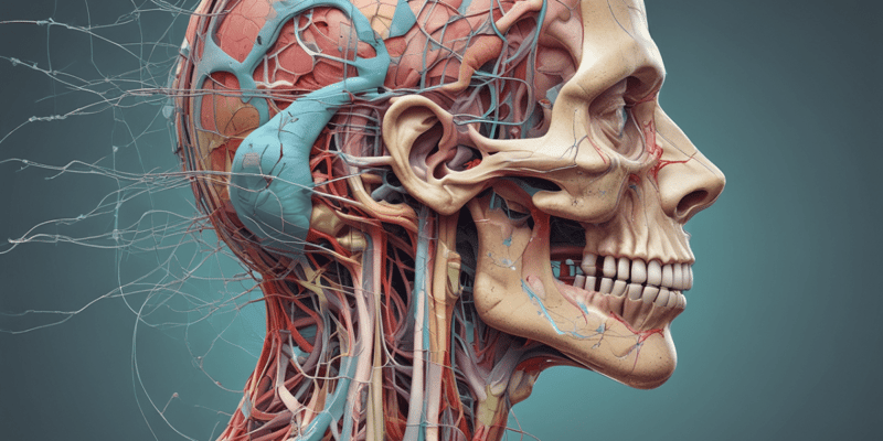 Anatomy: Head and Neck Part 2