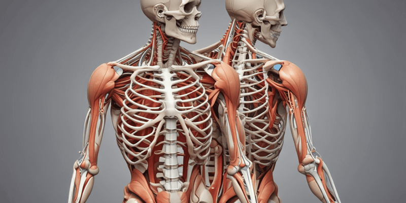 Musculoskeletal System Basics: Bones, Joints, and Injuries