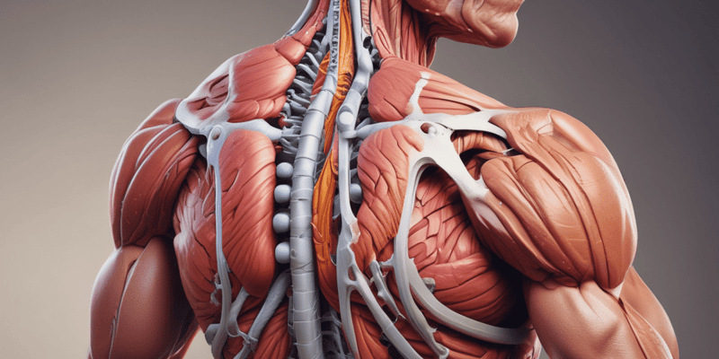Skeletal Muscle Fiber Types Quiz