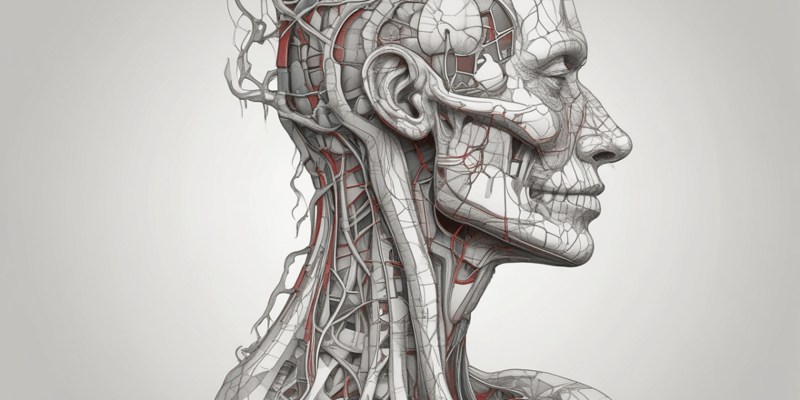Anatomy of Head and Neck: Great Vessels