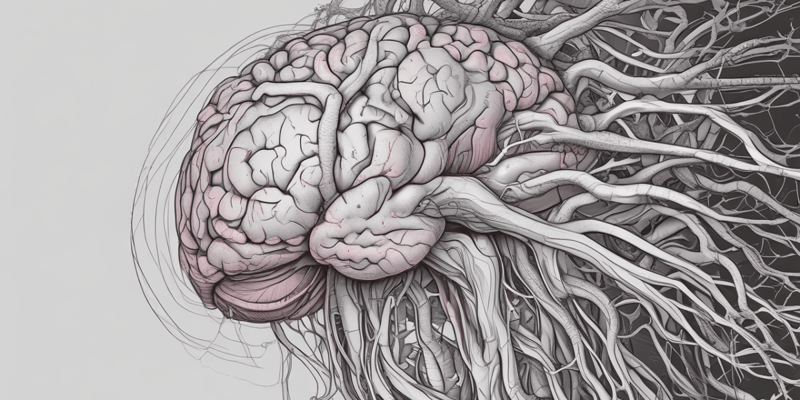 Human Brain Anatomy and Function
