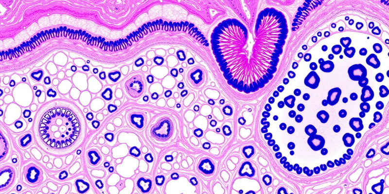 Introduction to Histology Tutorial