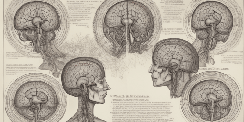 Brain Anatomy and Function