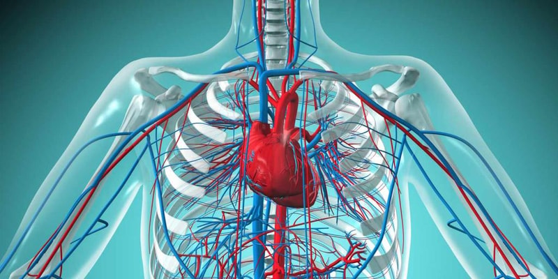 Cardiovascular System Part 1
