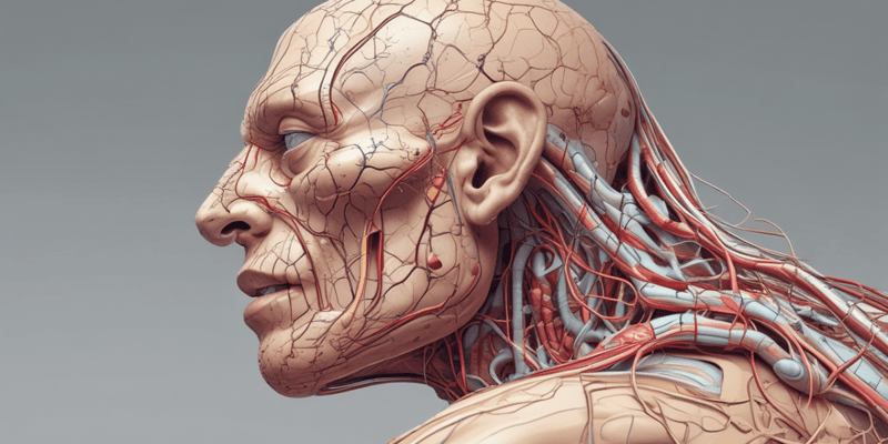 Anatomía de la Piel y Cuidado de Lesiones