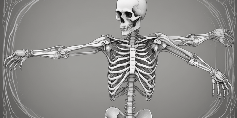 The Human Skeleton System