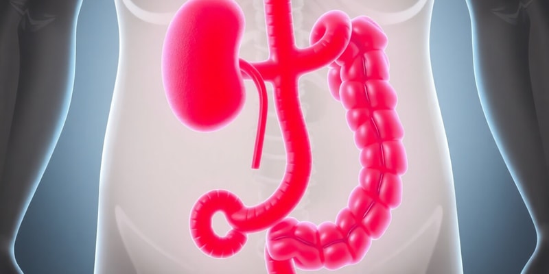 Renal and GI Function Quiz