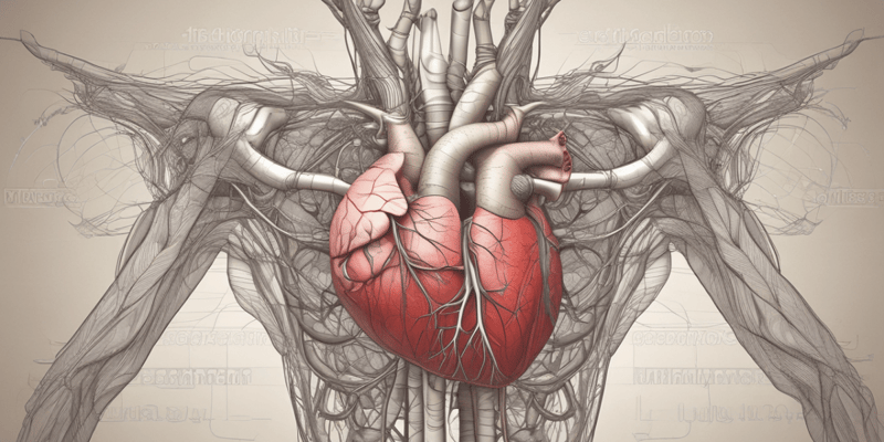 Anatomía del Músculo Cardiaco