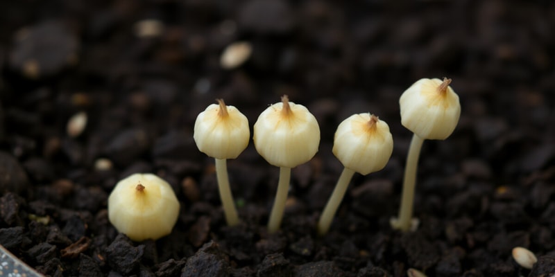 Seed Dormancy and Germination Quiz